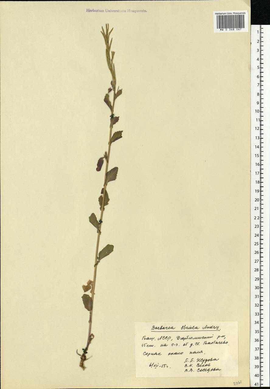 Barbarea stricta Andrz., Eastern Europe, Eastern region (E10) (Russia)