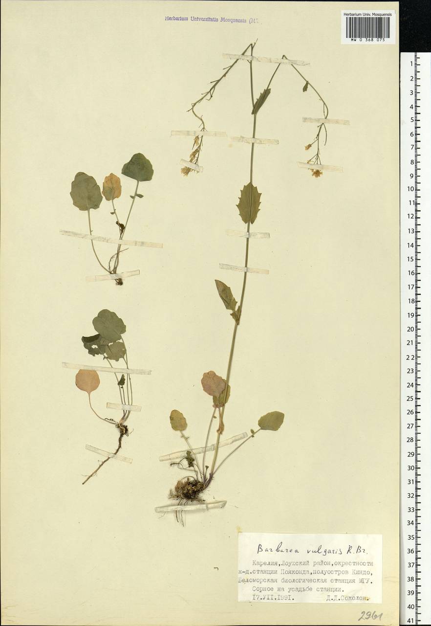 Barbarea vulgaris W.T.Aiton, Eastern Europe, Northern region (E1) (Russia)