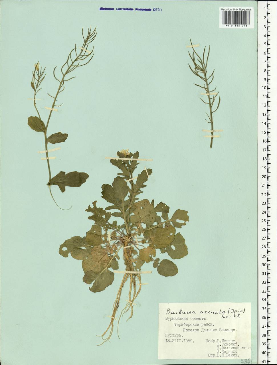 Barbarea vulgaris (L.) W.T. Aiton, Eastern Europe, Northern region (E1) (Russia)