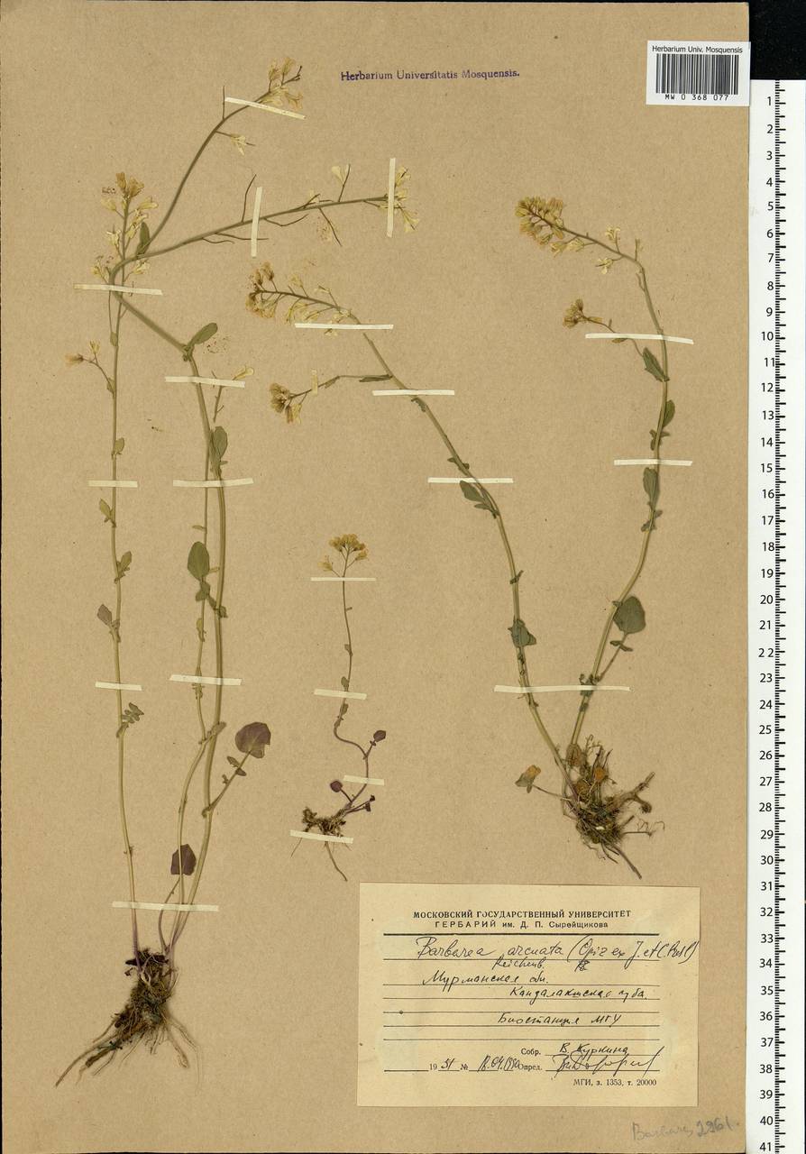 Barbarea vulgaris W.T.Aiton, Eastern Europe, Northern region (E1) (Russia)