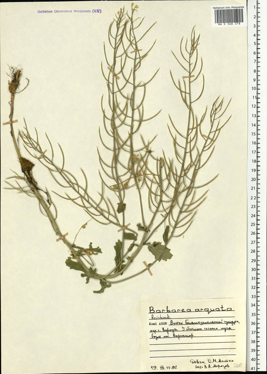 Barbarea vulgaris W.T.Aiton, Eastern Europe, Northern region (E1) (Russia)