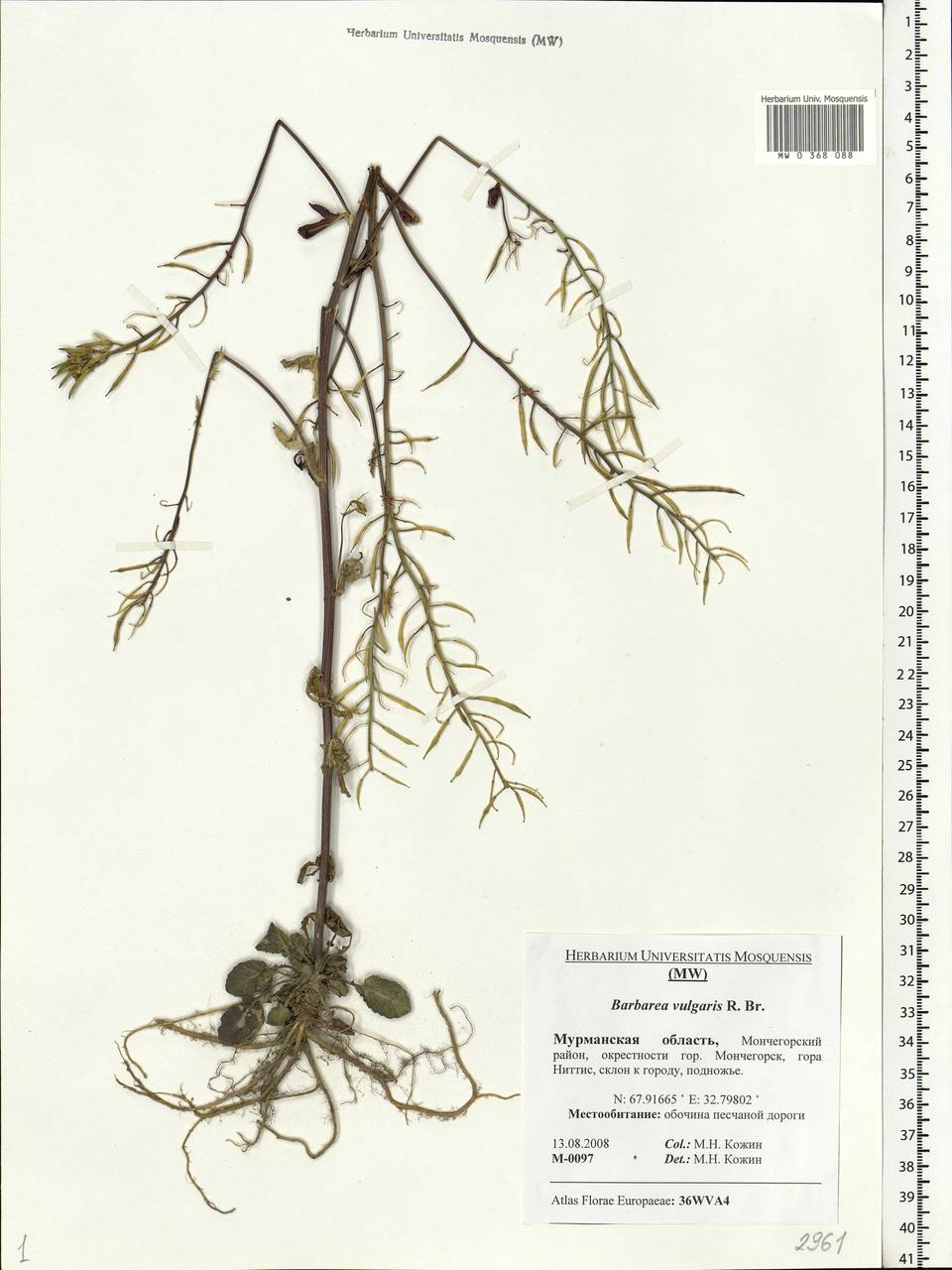 Barbarea vulgaris W.T.Aiton, Eastern Europe, Northern region (E1) (Russia)