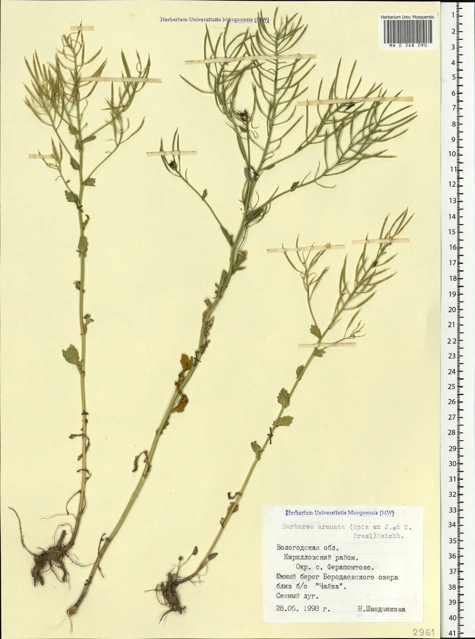 Barbarea vulgaris W. T. Aiton, Eastern Europe, Northern region (E1) (Russia)
