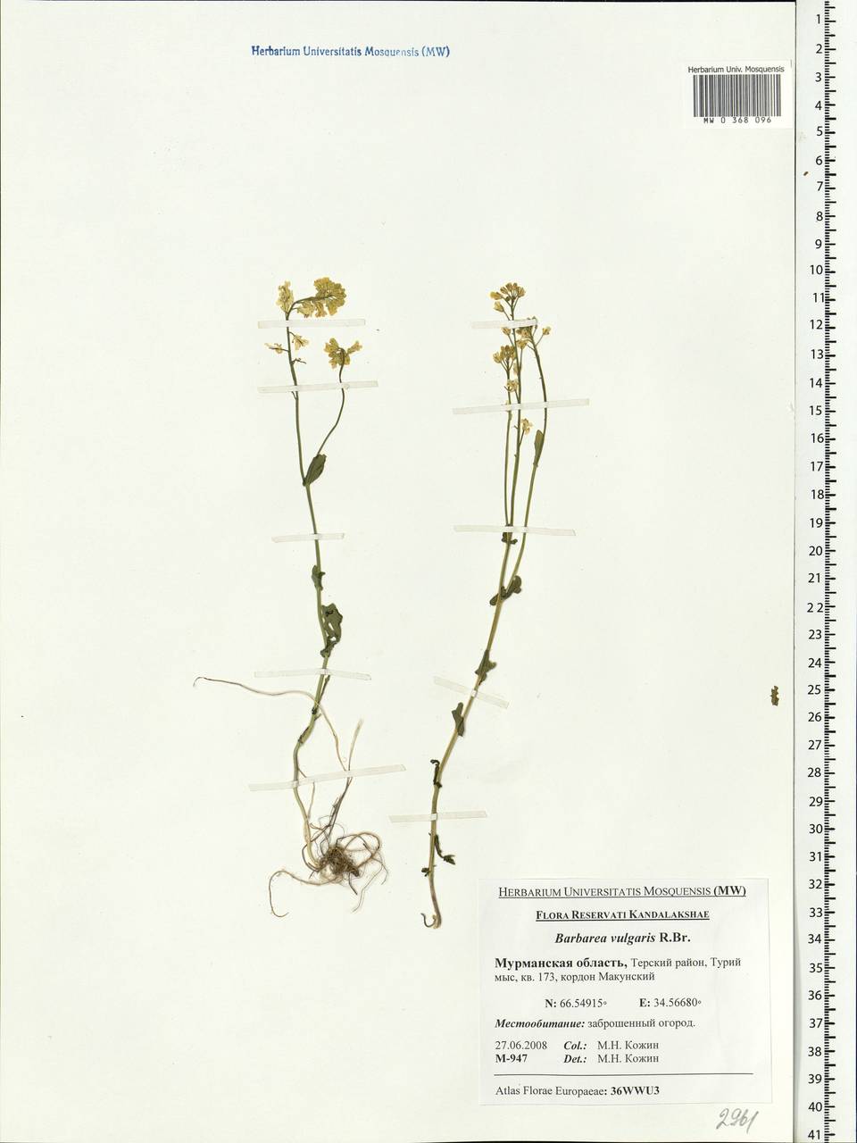 Barbarea vulgaris W.T.Aiton, Eastern Europe, Northern region (E1) (Russia)