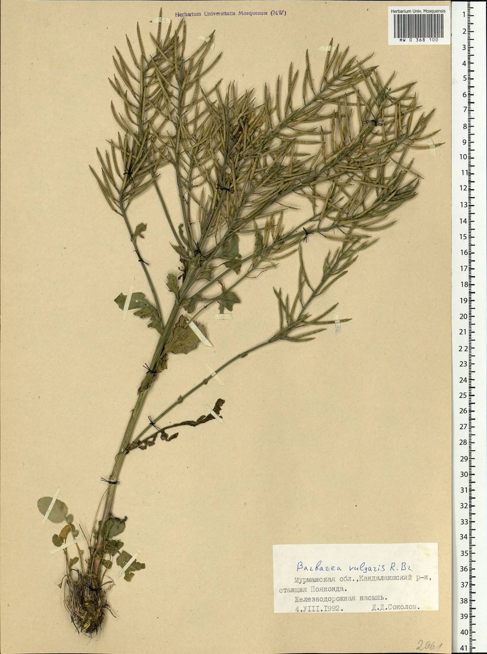 Barbarea vulgaris W.T.Aiton, Eastern Europe, Northern region (E1) (Russia)