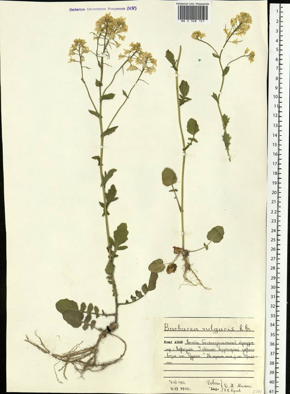 Barbarea vulgaris W.T.Aiton, Eastern Europe, Northern region (E1) (Russia)