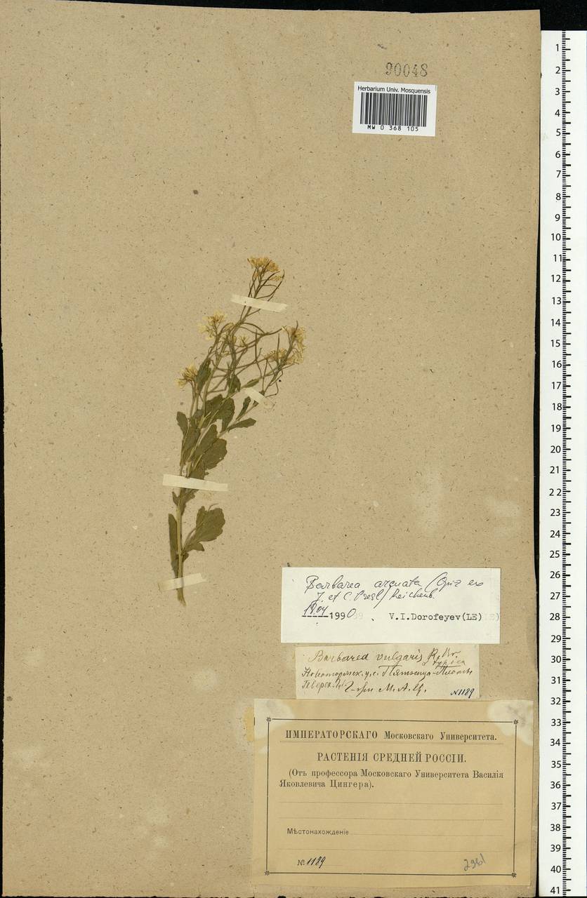 Barbarea vulgaris W. T. Aiton, Eastern Europe, North-Western region (E2) (Russia)