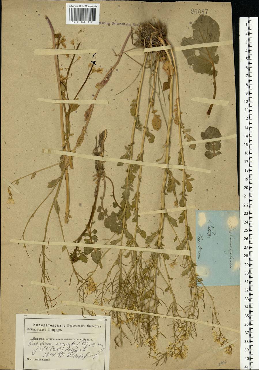 Barbarea vulgaris W.T.Aiton, Eastern Europe, North-Western region (E2) (Russia)