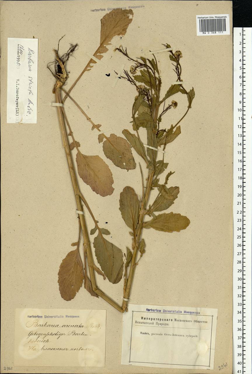 Barbarea vulgaris (L.) W.T.Aiton, Eastern Europe, Latvia (E2b) (Latvia)