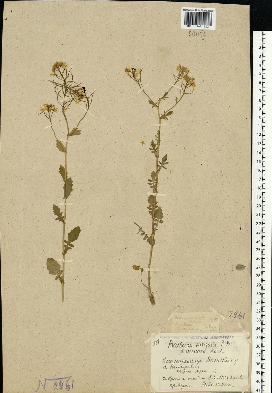 Barbarea vulgaris W. T. Aiton, Eastern Europe, North-Western region (E2) (Russia)