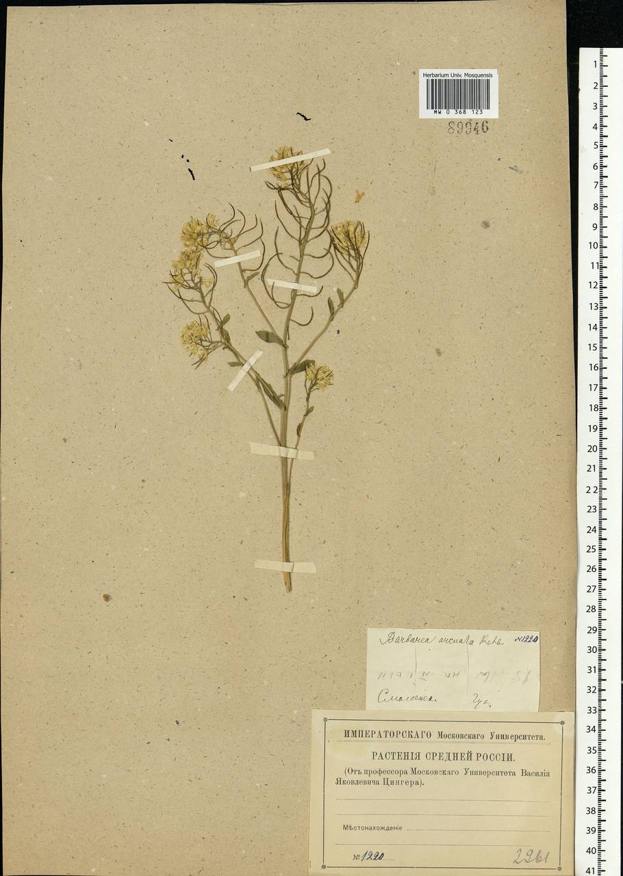 Barbarea vulgaris W. T. Aiton, Eastern Europe, Western region (E3) (Russia)
