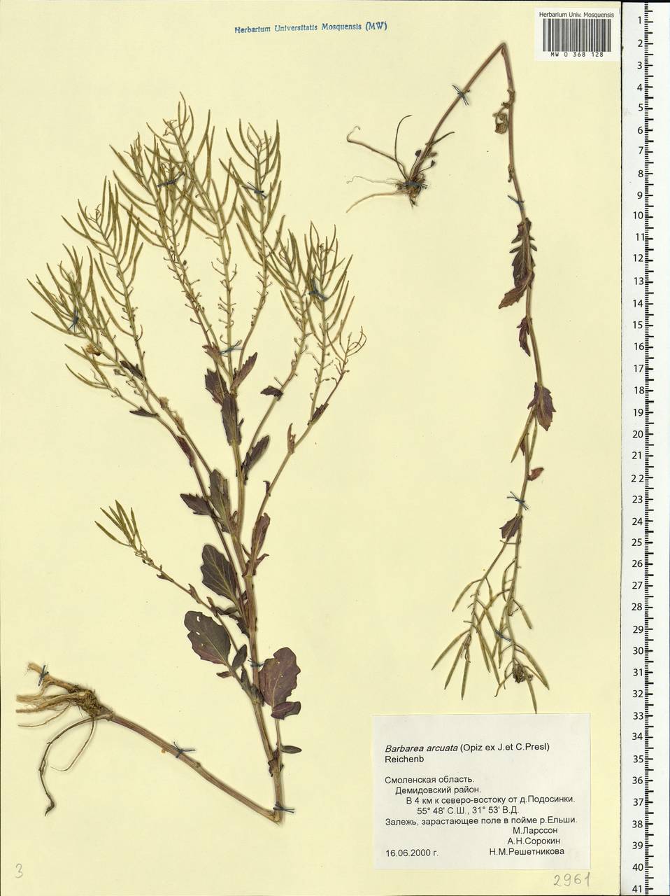 Barbarea vulgaris W. T. Aiton, Eastern Europe, Western region (E3) (Russia)