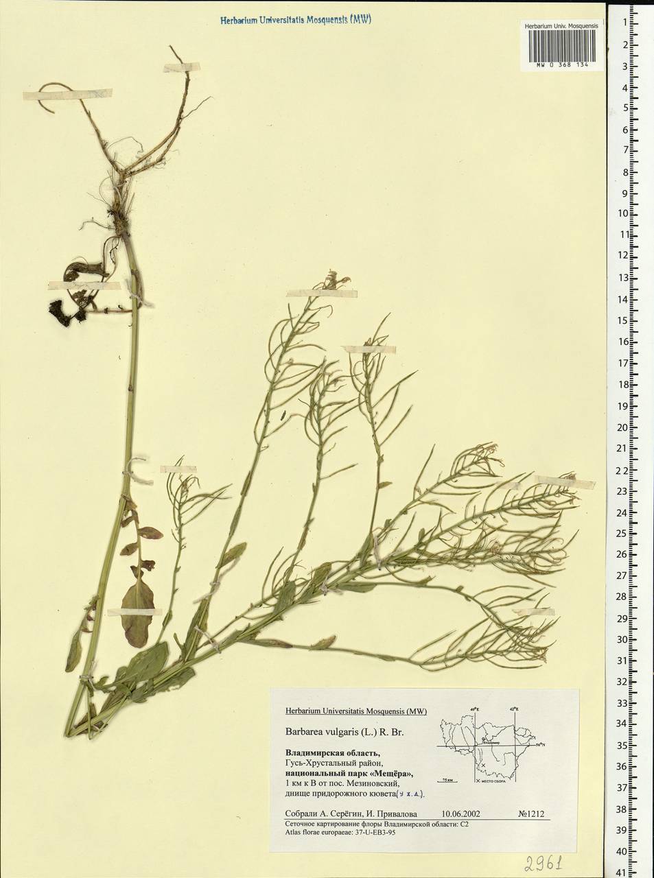 Barbarea vulgaris W.T.Aiton, Eastern Europe, Central region (E4) (Russia)