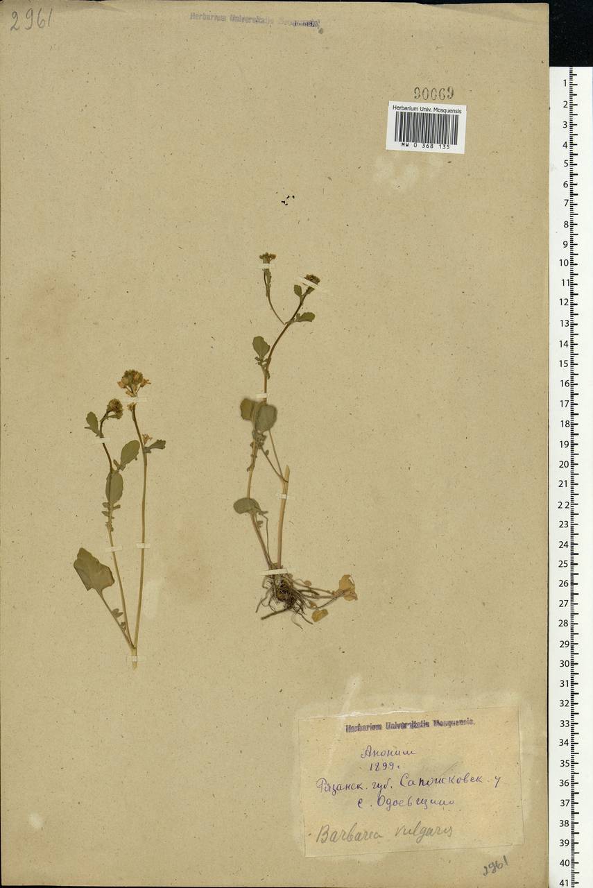 Barbarea vulgaris W. T. Aiton, Eastern Europe, Central region (E4) (Russia)