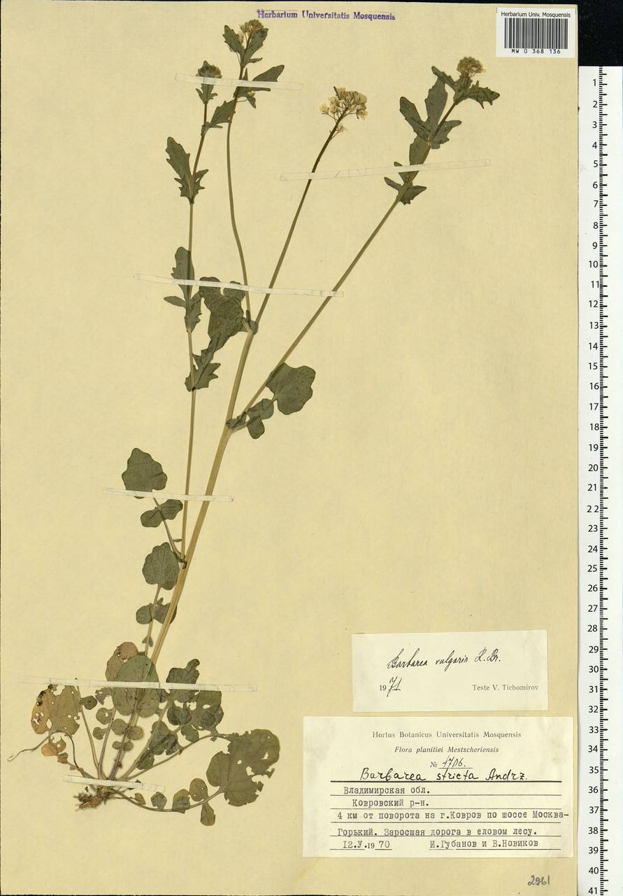 Barbarea vulgaris W.T.Aiton, Eastern Europe, Central region (E4) (Russia)