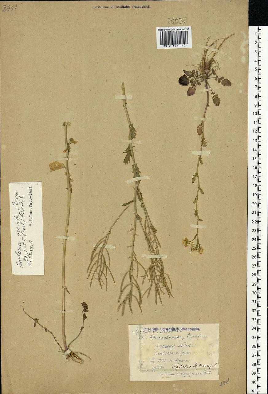 Barbarea vulgaris W.T.Aiton, Eastern Europe, Central region (E4) (Russia)