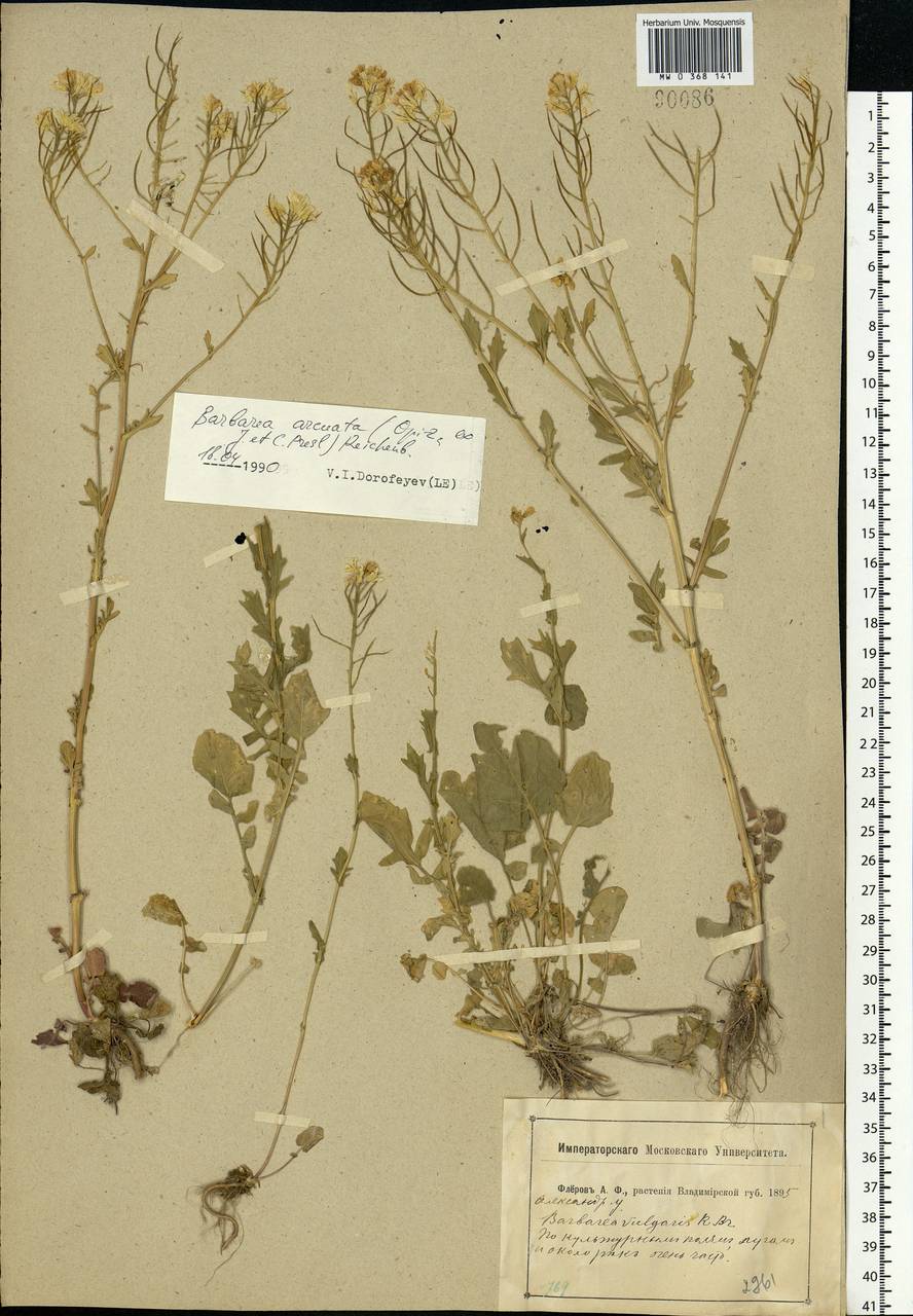 Barbarea vulgaris W.T.Aiton, Eastern Europe, Central region (E4) (Russia)