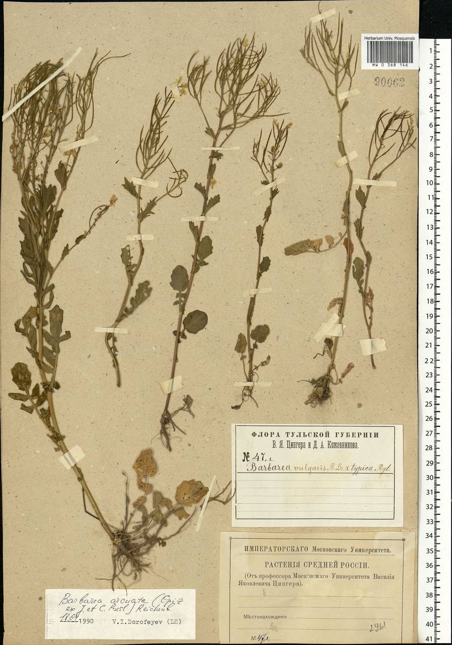 Barbarea vulgaris W.T.Aiton, Eastern Europe, Central region (E4) (Russia)