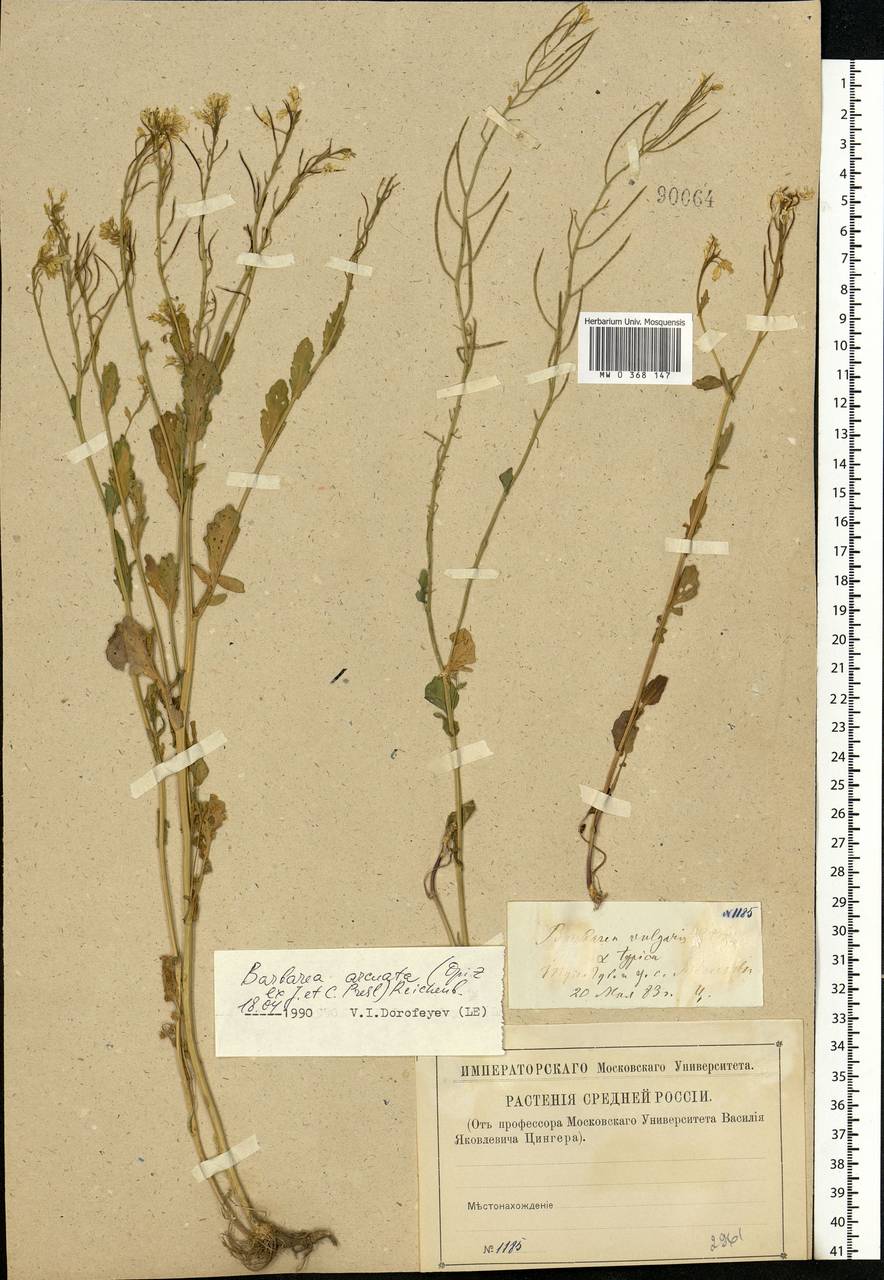 Barbarea vulgaris W. T. Aiton, Eastern Europe, Central region (E4) (Russia)