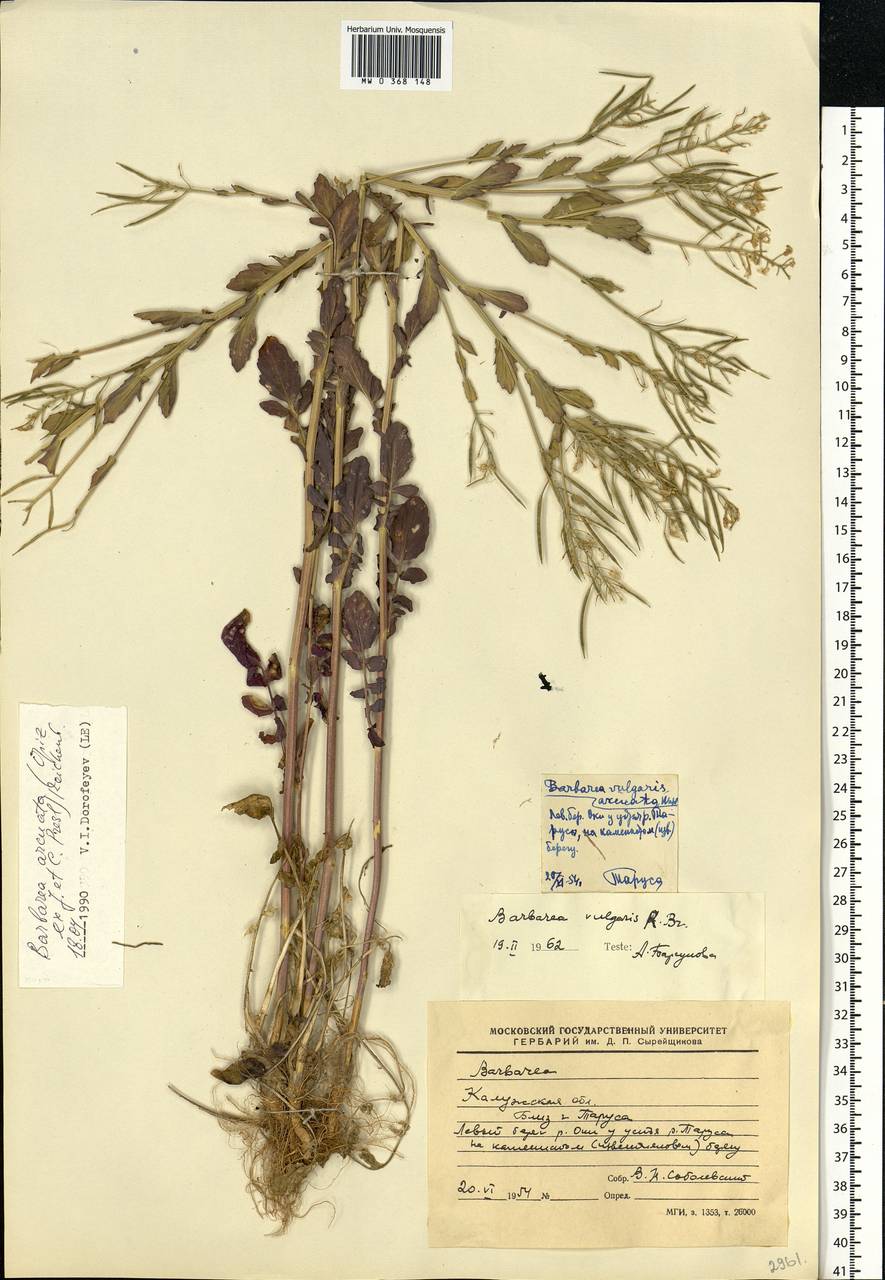 Barbarea vulgaris W. T. Aiton, Eastern Europe, Central region (E4) (Russia)