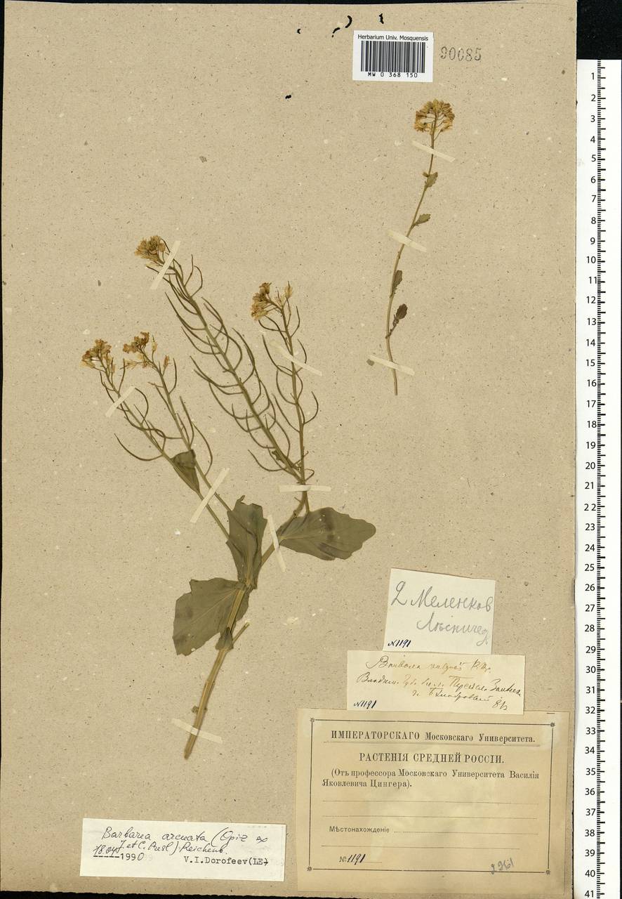 Barbarea vulgaris W. T. Aiton, Eastern Europe, Central region (E4) (Russia)