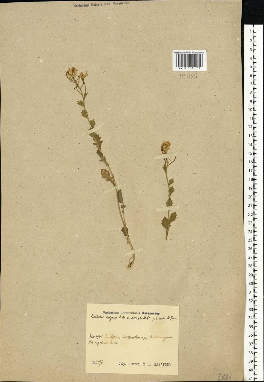 Barbarea vulgaris W.T.Aiton, Eastern Europe, Central region (E4) (Russia)