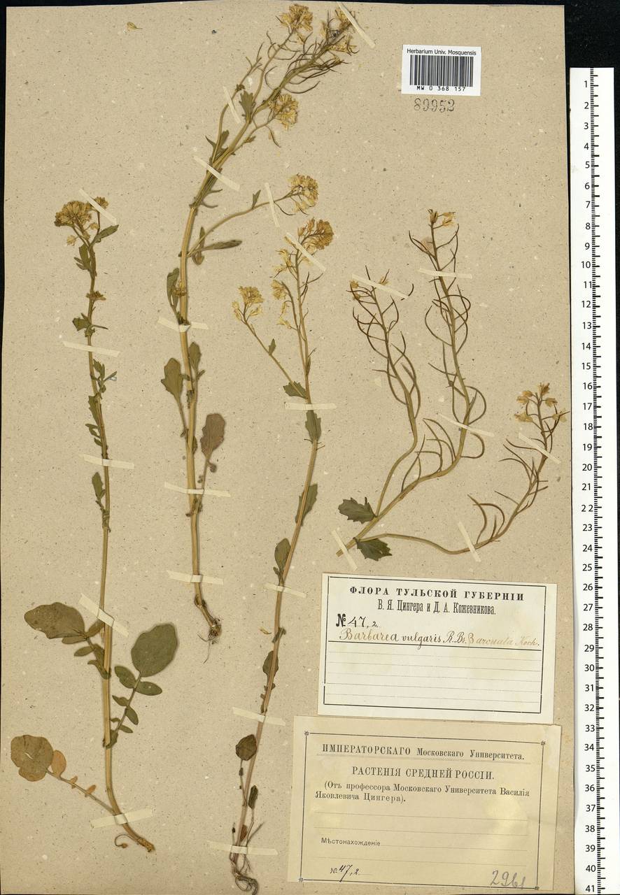 Barbarea vulgaris W.T.Aiton, Eastern Europe, Central region (E4) (Russia)