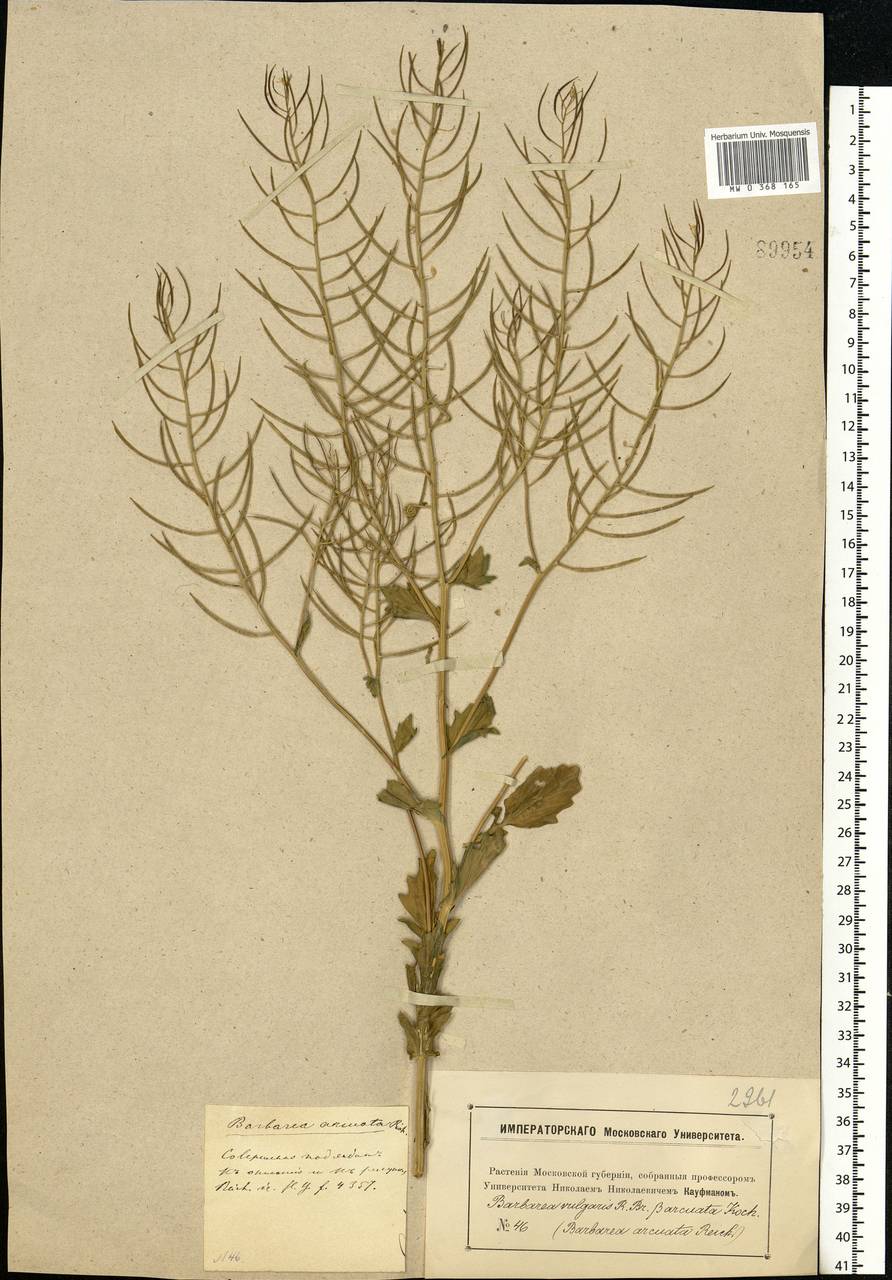 Barbarea vulgaris W.T.Aiton, Eastern Europe, Moscow region (E4a) (Russia)