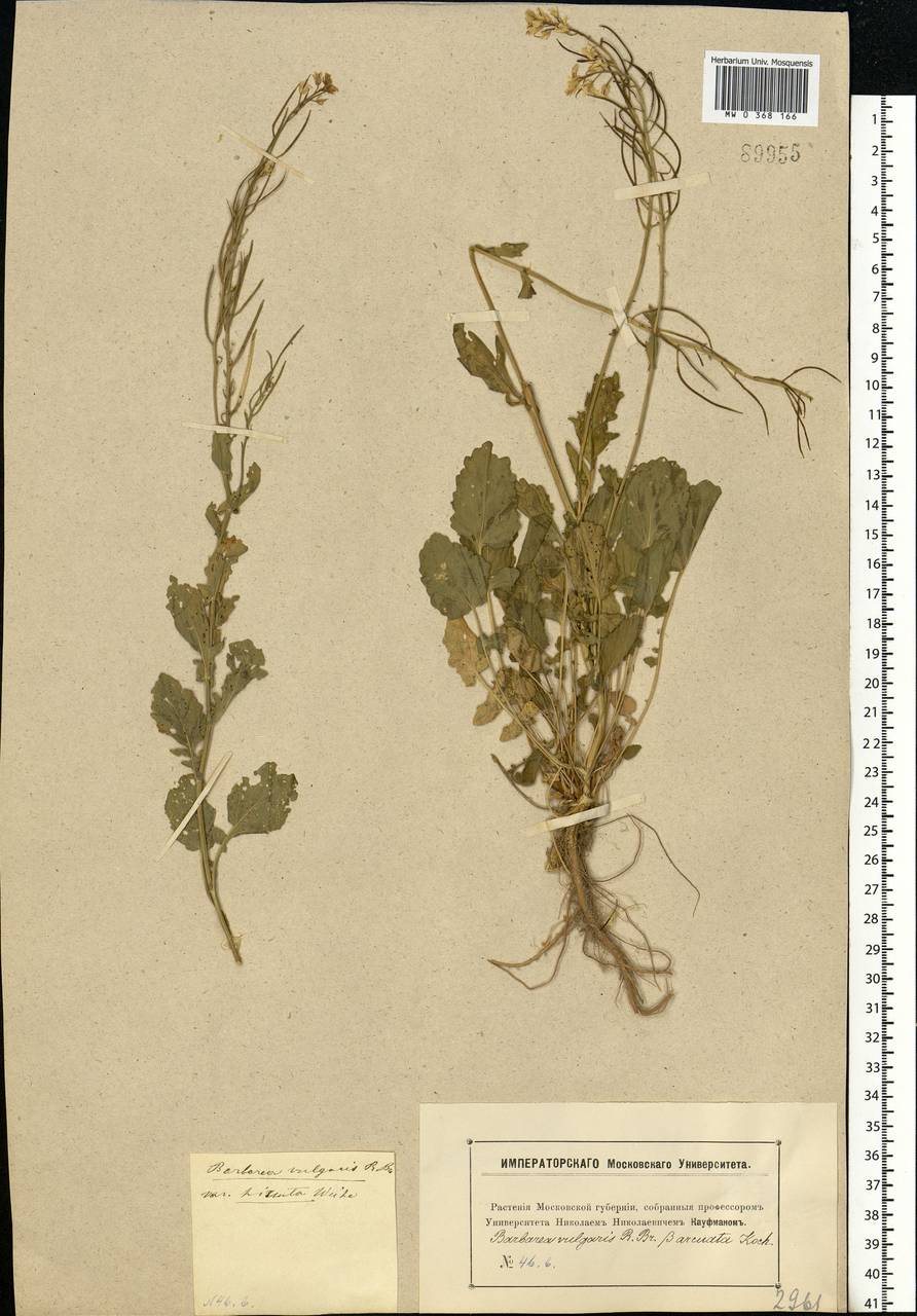 Barbarea vulgaris W.T.Aiton, Eastern Europe, Moscow region (E4a) (Russia)