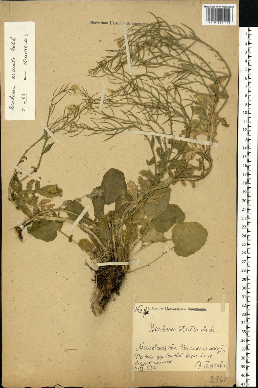 Barbarea vulgaris (L.) W.T.Aiton, Eastern Europe, Moscow region (E4a) (Russia)