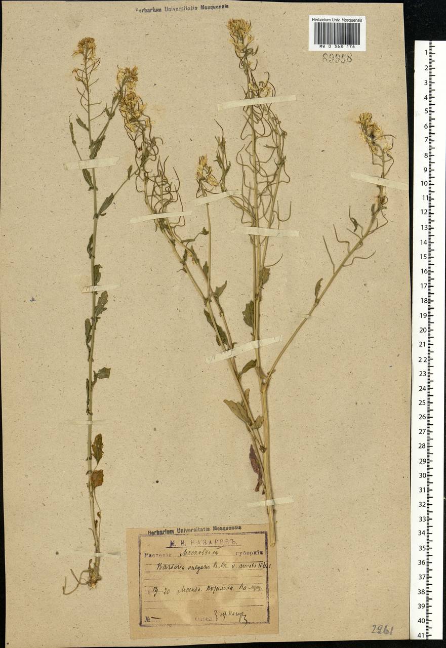 Barbarea vulgaris W. T. Aiton, Eastern Europe, Moscow region (E4a) (Russia)