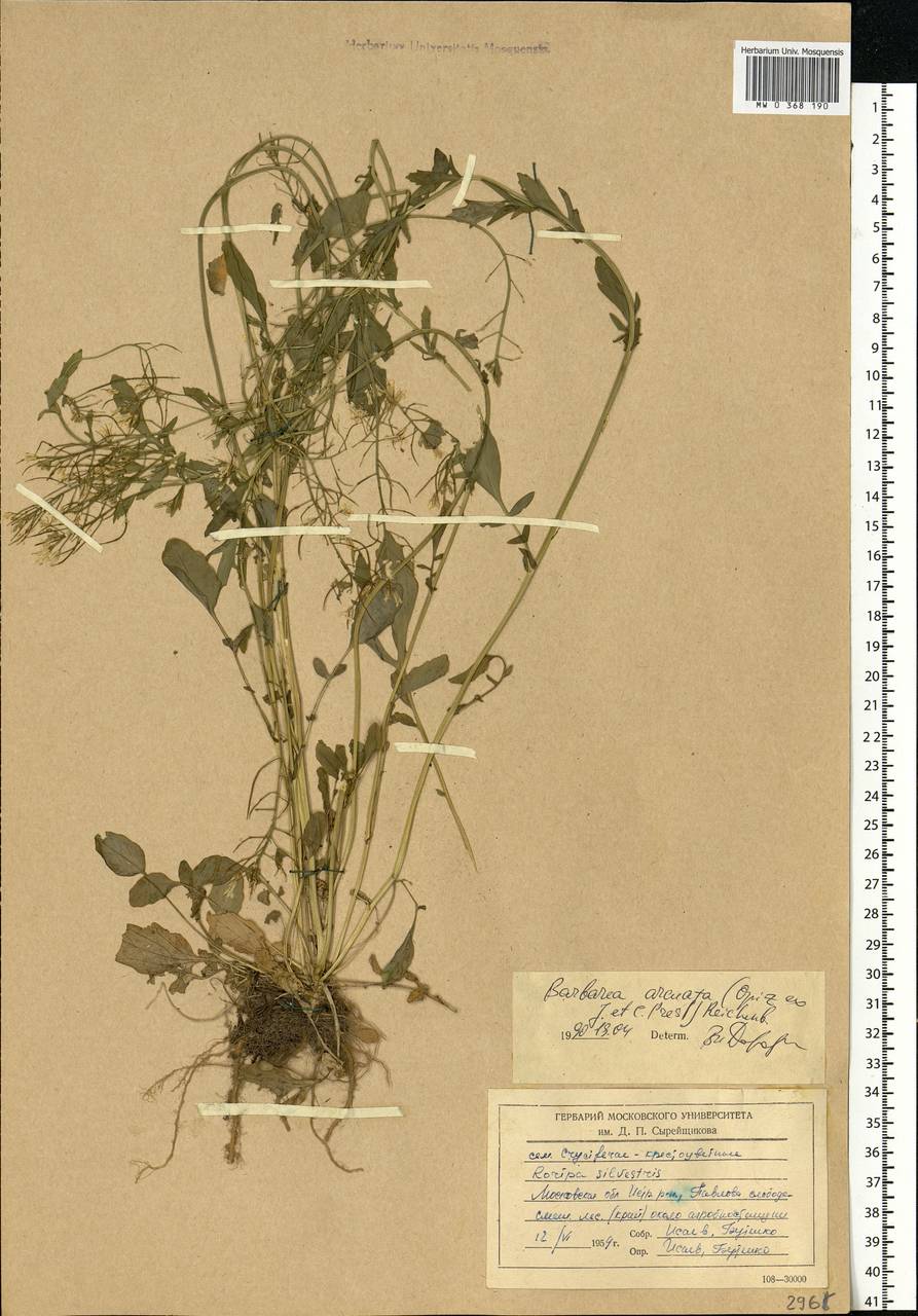 Barbarea vulgaris W.T.Aiton, Eastern Europe, Moscow region (E4a) (Russia)