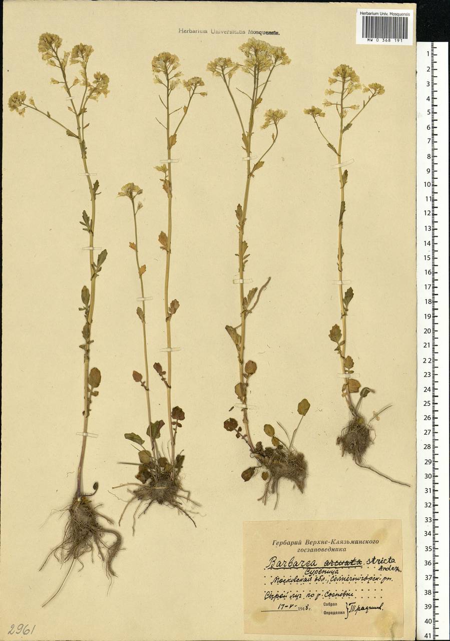 Barbarea vulgaris W. T. Aiton, Eastern Europe, Moscow region (E4a) (Russia)