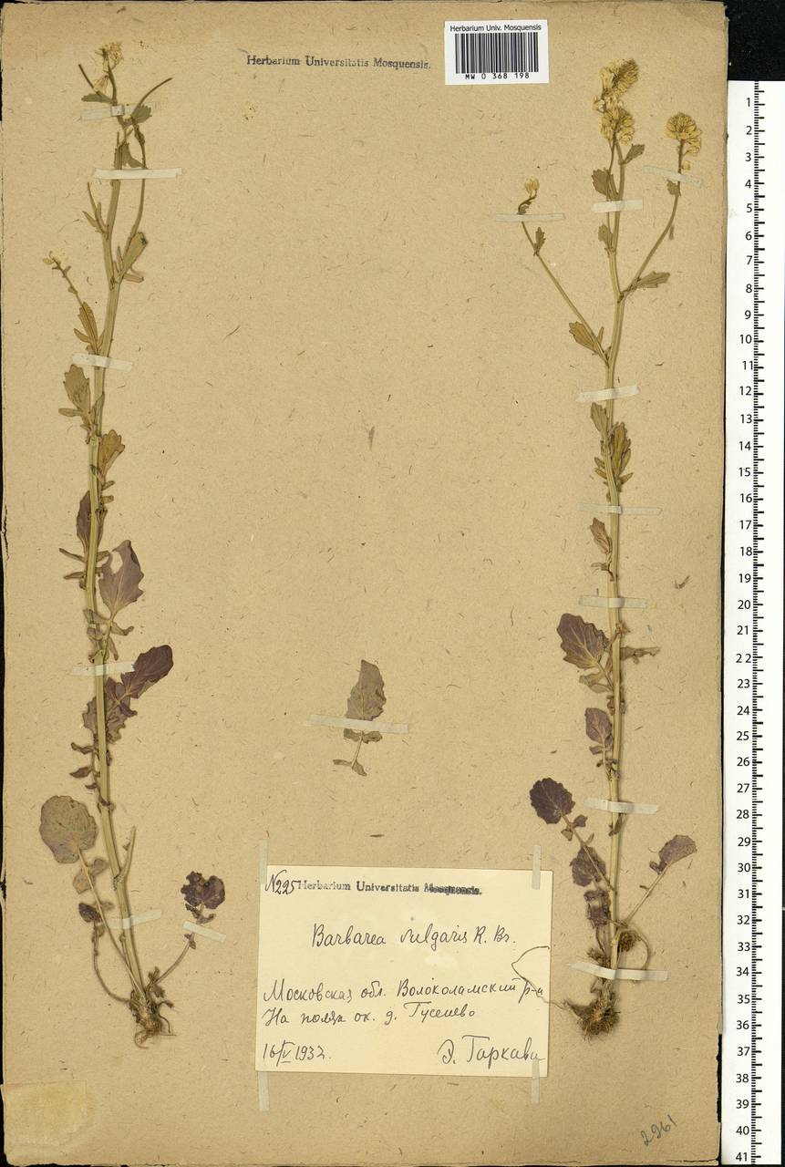 Barbarea vulgaris W. T. Aiton, Eastern Europe, Moscow region (E4a) (Russia)