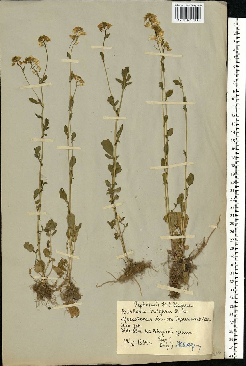 Barbarea vulgaris W. T. Aiton, Eastern Europe, Moscow region (E4a) (Russia)