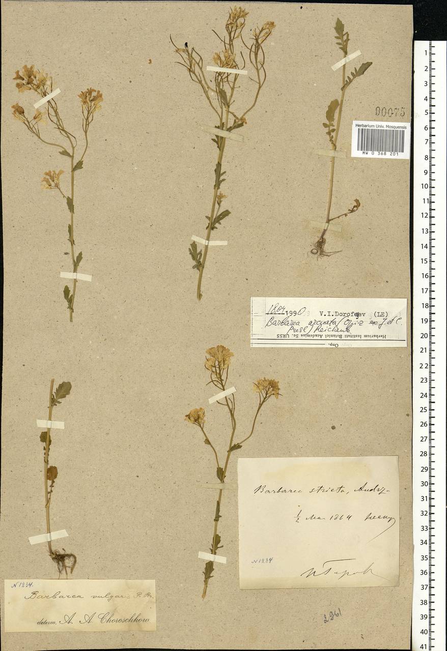 Barbarea vulgaris W. T. Aiton, Eastern Europe, Moscow region (E4a) (Russia)