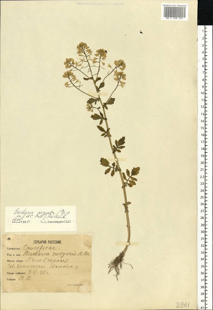 Barbarea vulgaris W. T. Aiton, Eastern Europe, Moscow region (E4a) (Russia)