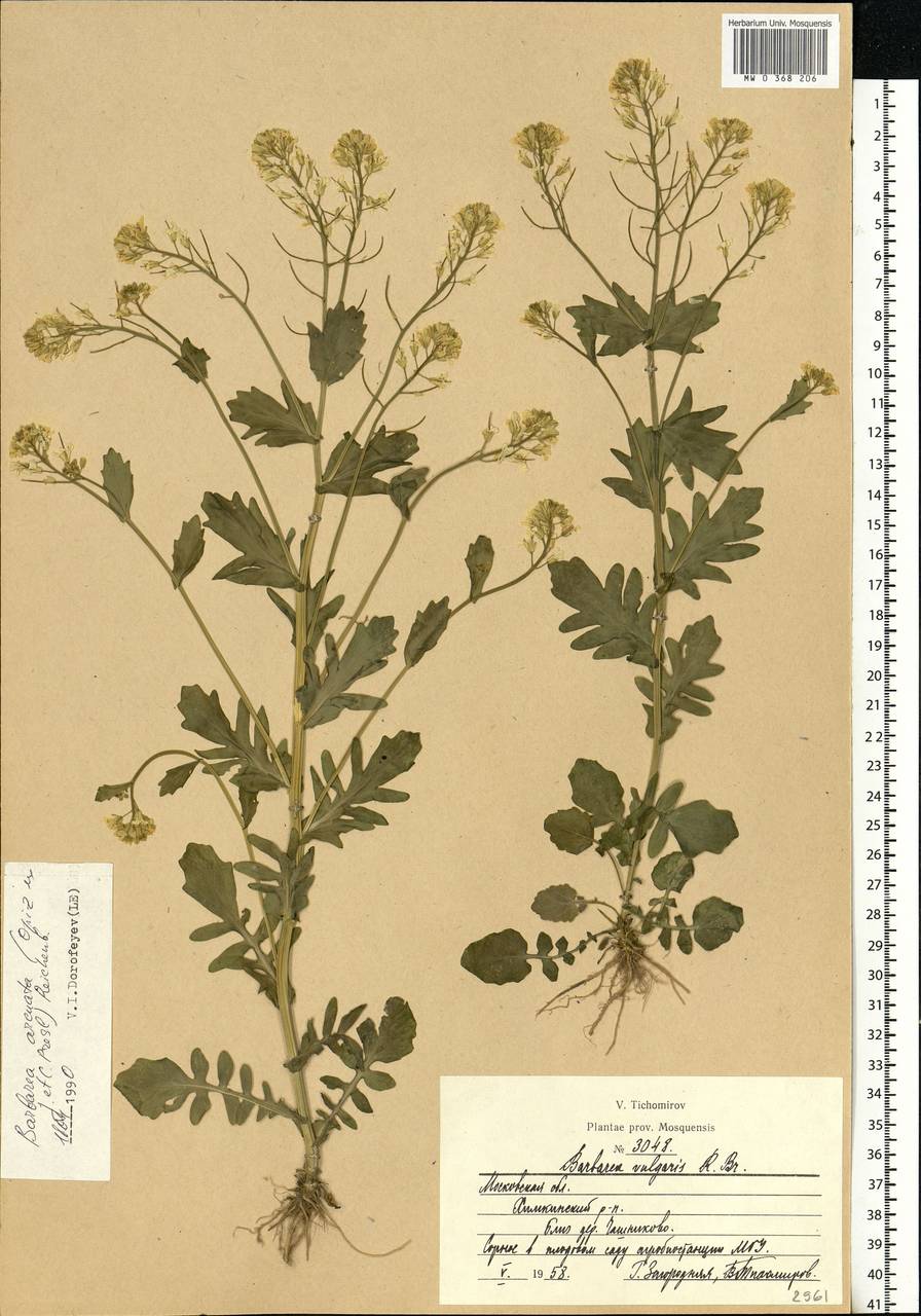 Barbarea vulgaris W. T. Aiton, Eastern Europe, Moscow region (E4a) (Russia)