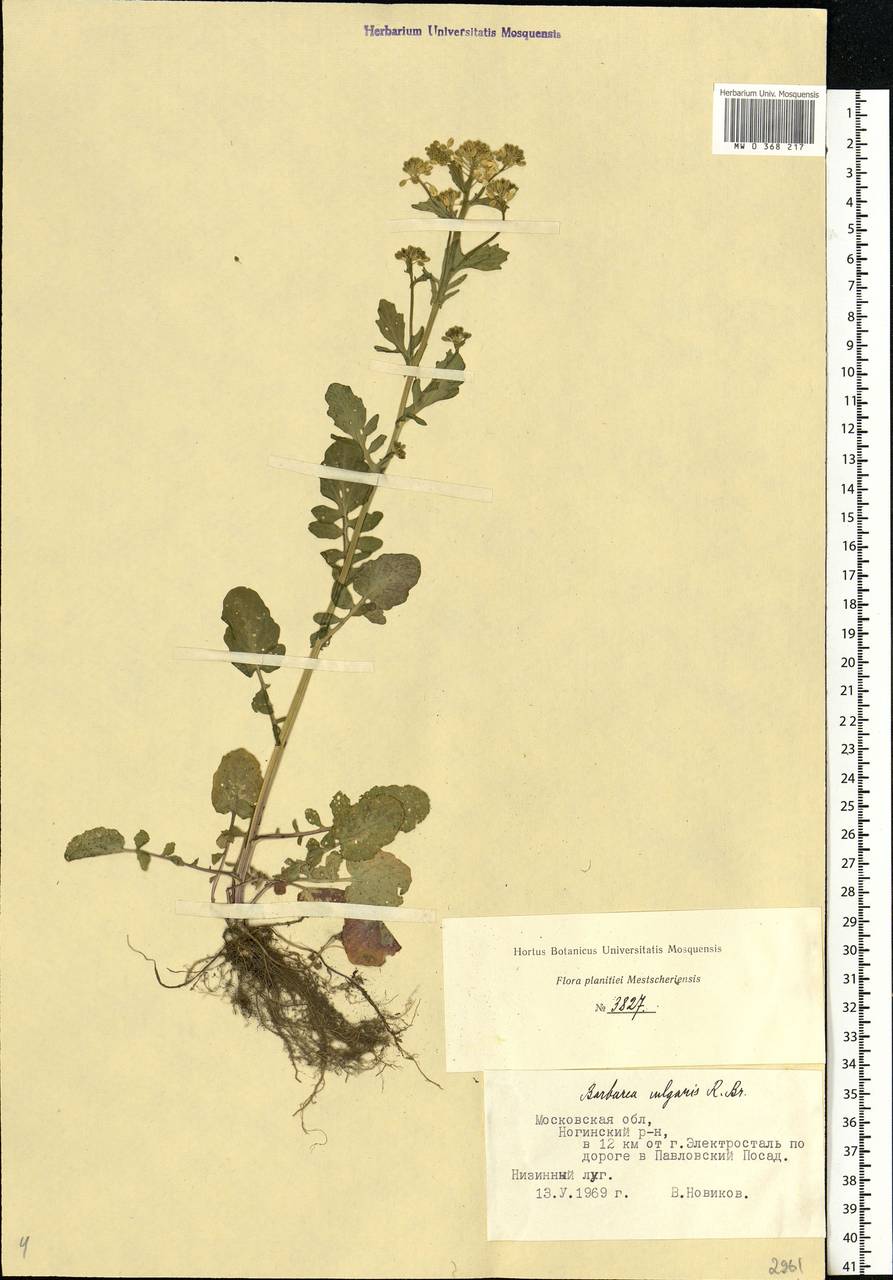 Barbarea vulgaris W.T.Aiton, Eastern Europe, Moscow region (E4a) (Russia)