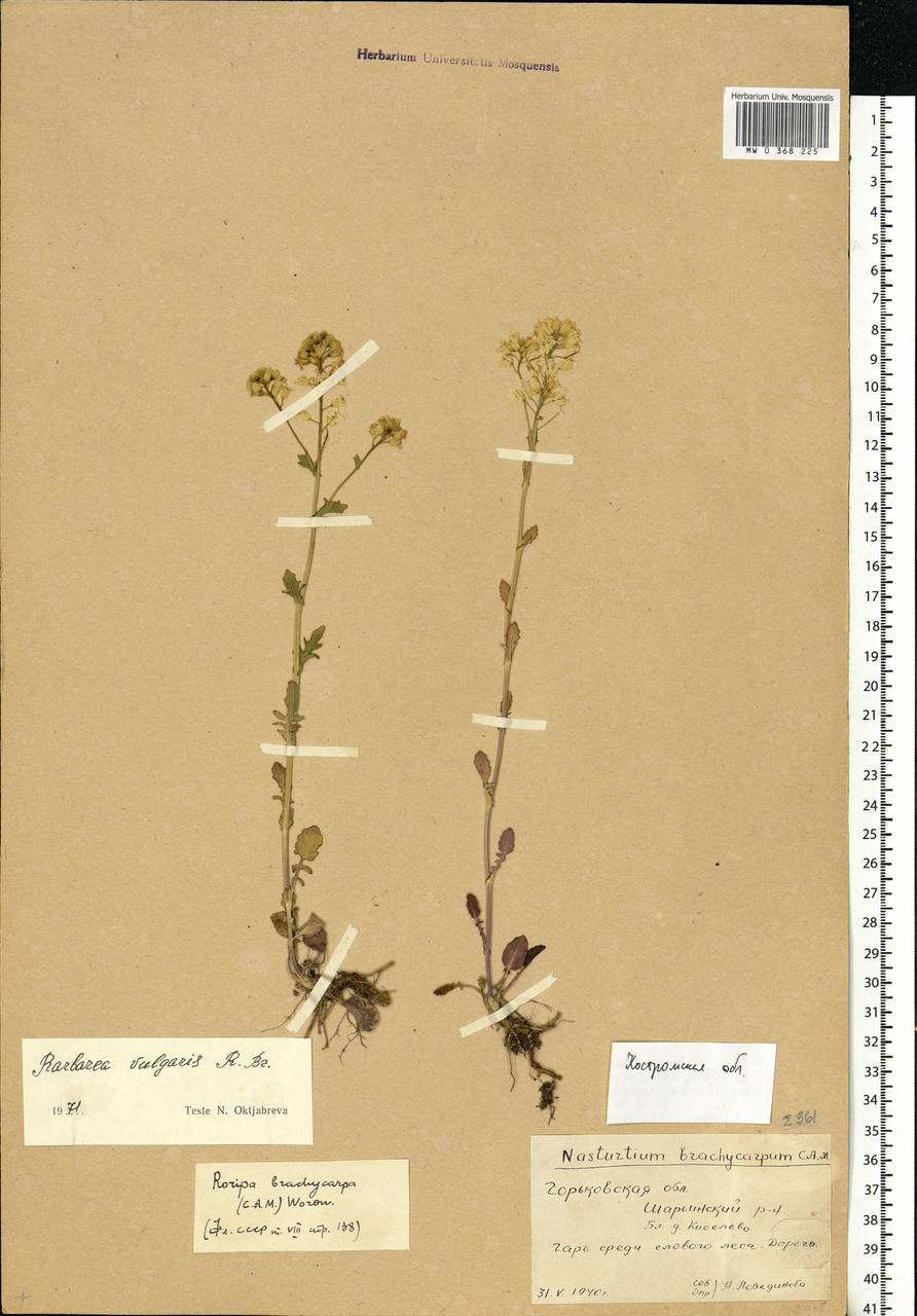 Barbarea vulgaris W. T. Aiton, Eastern Europe, Central forest region (E5) (Russia)