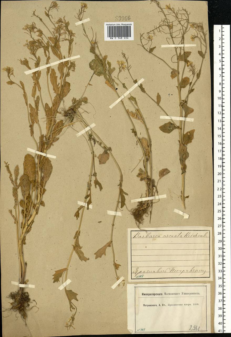 Barbarea vulgaris (L.) W.T.Aiton, Eastern Europe, Central forest region (E5) (Russia)
