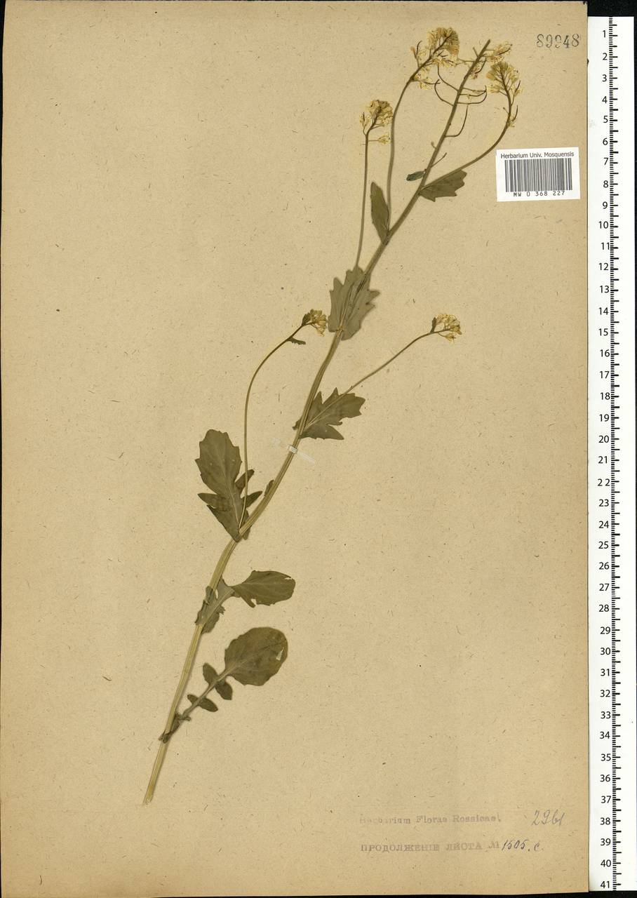 Barbarea vulgaris W.T.Aiton, Eastern Europe, Central forest region (E5) (Russia)
