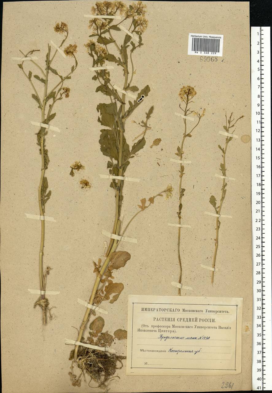Barbarea vulgaris W. T. Aiton, Eastern Europe, Central forest region (E5) (Russia)