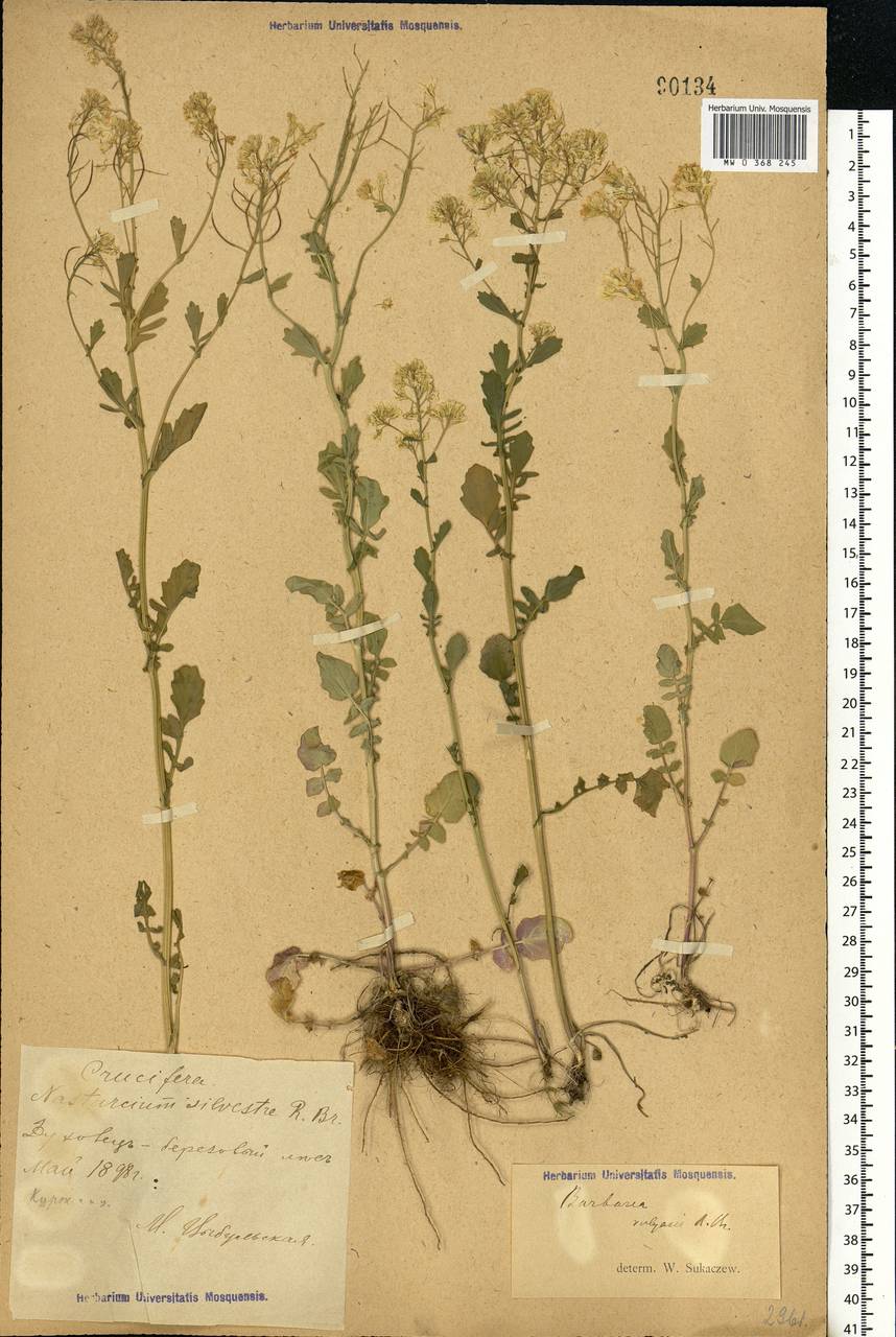Barbarea vulgaris W.T.Aiton, Eastern Europe, Central forest-and-steppe region (E6) (Russia)