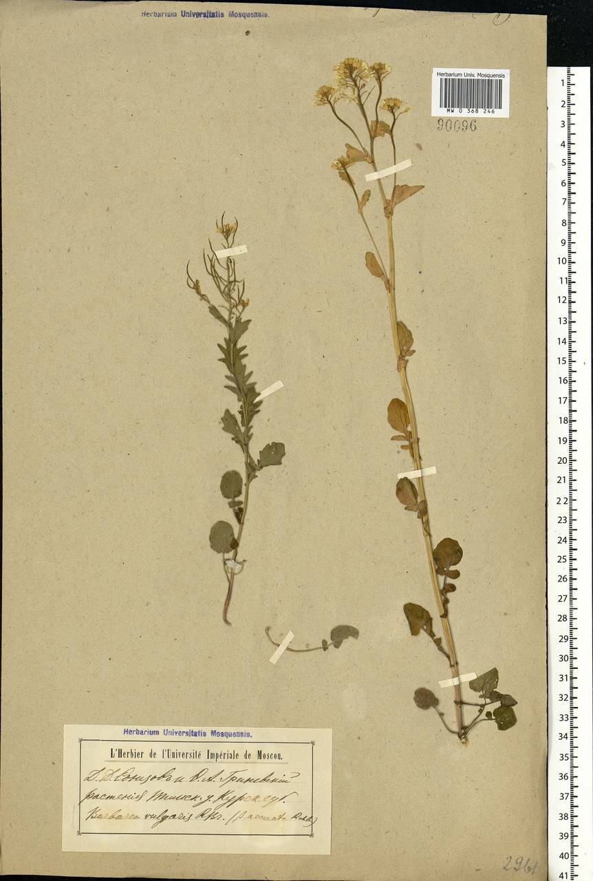 Barbarea vulgaris W. T. Aiton, Eastern Europe, Central forest-and-steppe region (E6) (Russia)