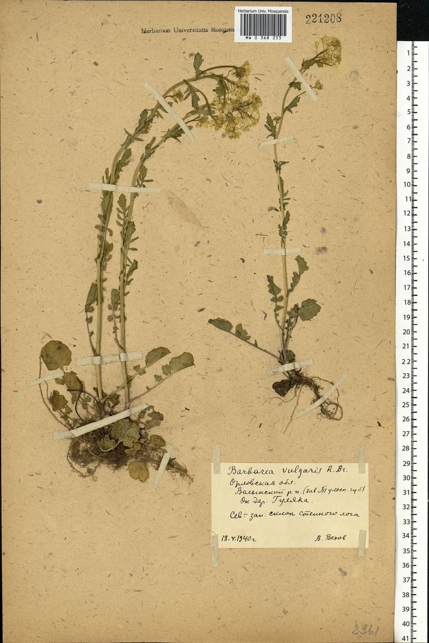 Barbarea vulgaris W. T. Aiton, Eastern Europe, Central forest-and-steppe region (E6) (Russia)