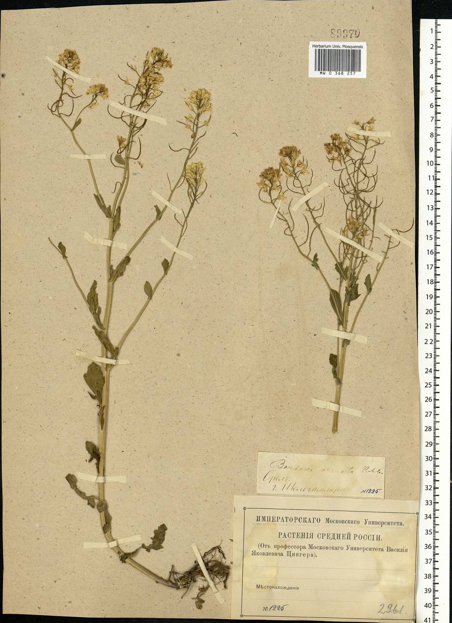 Barbarea vulgaris W.T.Aiton, Eastern Europe, Central forest-and-steppe region (E6) (Russia)