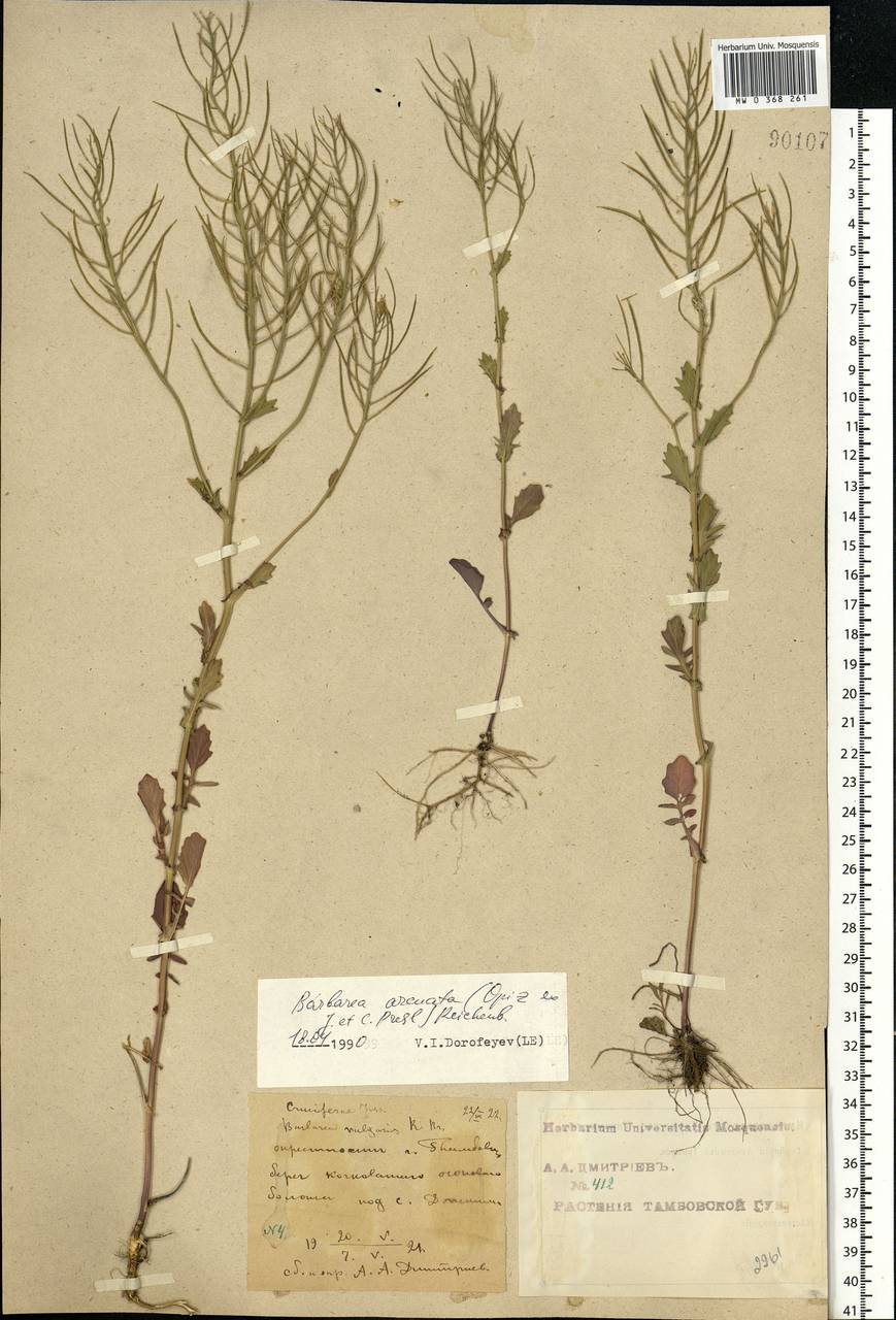 Barbarea vulgaris W.T.Aiton, Eastern Europe, Central forest-and-steppe region (E6) (Russia)