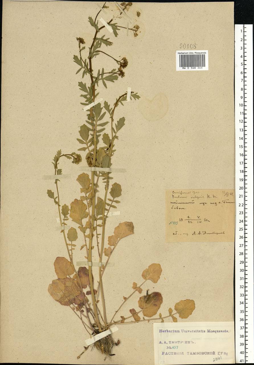 Barbarea vulgaris W.T.Aiton, Eastern Europe, Central forest-and-steppe region (E6) (Russia)