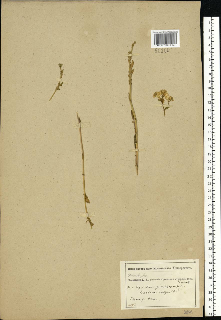 Barbarea vulgaris W. T. Aiton, Eastern Europe, Central forest-and-steppe region (E6) (Russia)